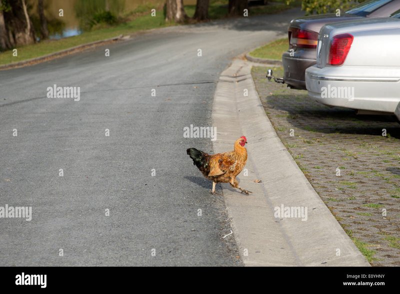 Descubre el Misterio de la Carretera de Pollo en España: Un Juego de Azar